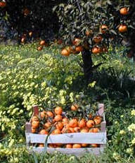 Sicilian Citruses